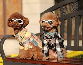 Солнечные очки для собак с доставкой 